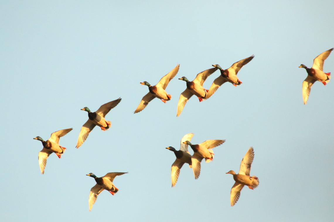 Duck Hunting Land for Sale Near Little Rock AR