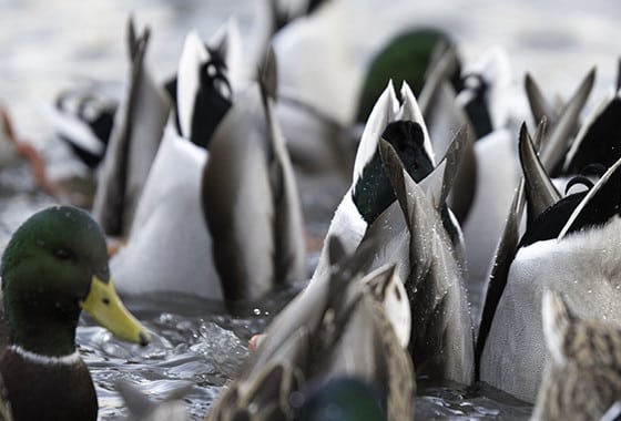AGFC Releases Mid-December Waterfowl Survey