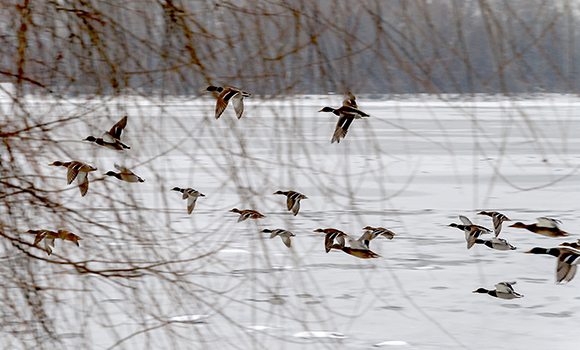 Ducks on the Move Per Ducks Unlimited Migration Report