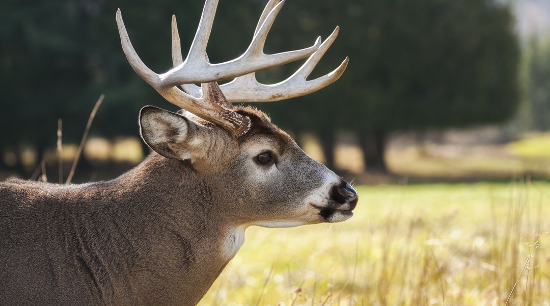 Five Things to Consider When Looking to Buy Hunting Land