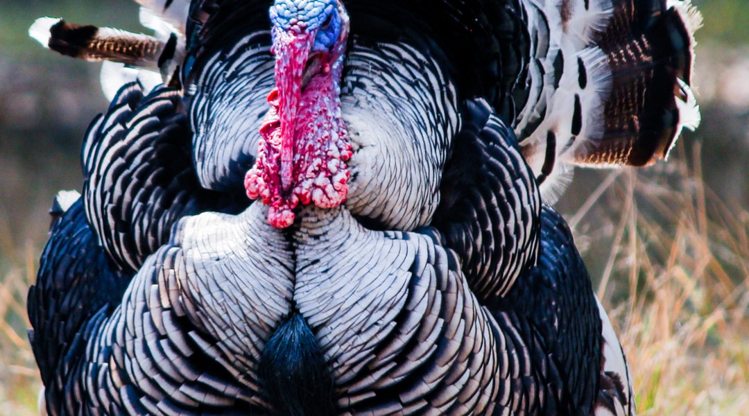 Five Turkey Hunting Tips For Beginners