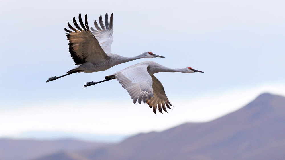 Wellons Land Development Birds Cranes Flying