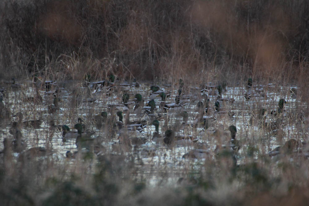 Wellons Land Recent Projects Bayou Meto of Ducks Gathering Together in Lake