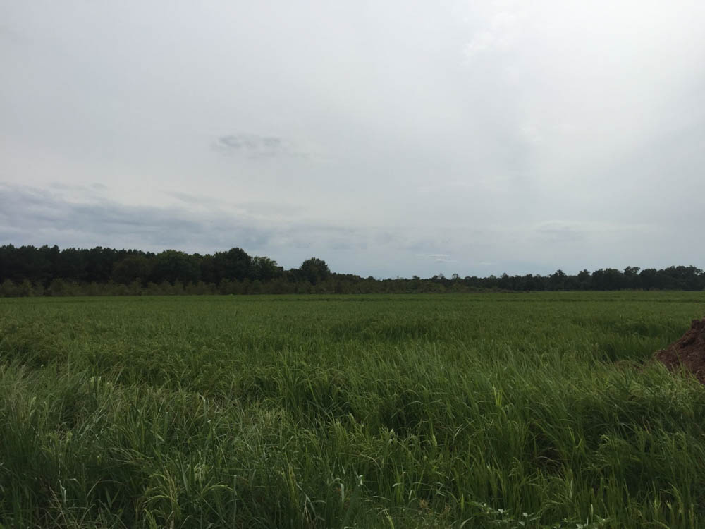 Wellons Land Recent Projects Eagle Creek Open Field with Tall Grass