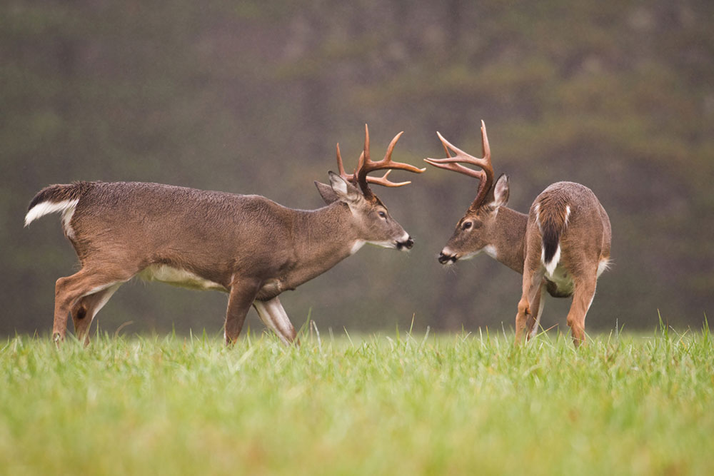 Wellons Land Recent Projects Food Plots Buck Fighting Over Territory and Females