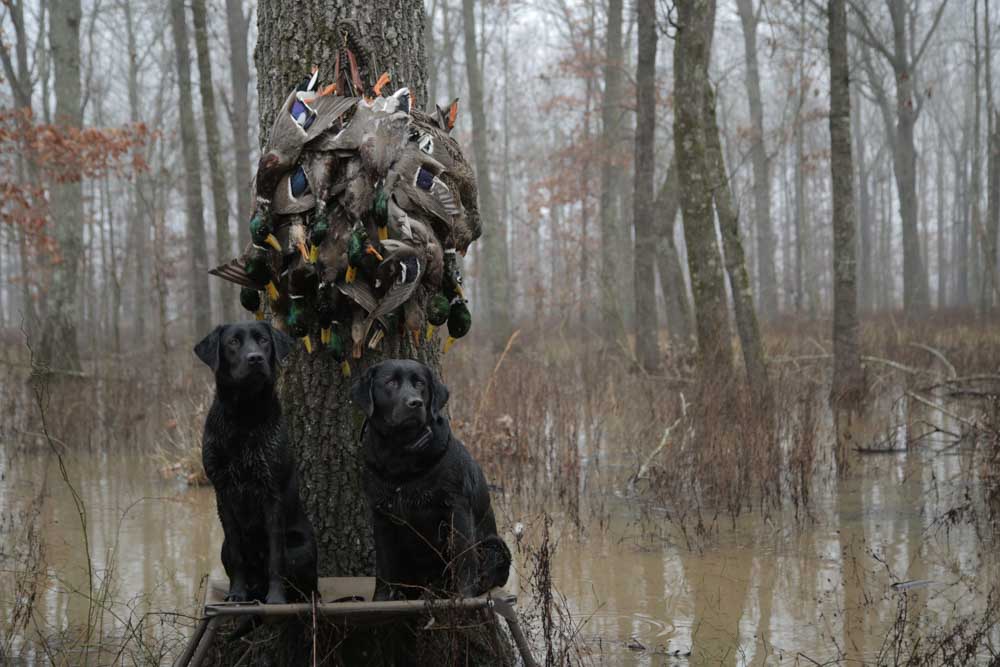 Wellons Land Recent Projects Last Shot of Ducks After Hunting Tied Around Tree