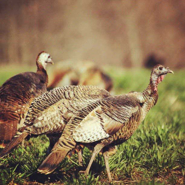Wellons Land Recent Projects Turkey Preserve Close Up Photo of Turkeys