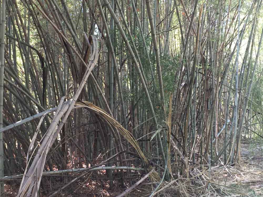 Wellons Land Recent Projects WestHaven Bamboos Being Taken Down