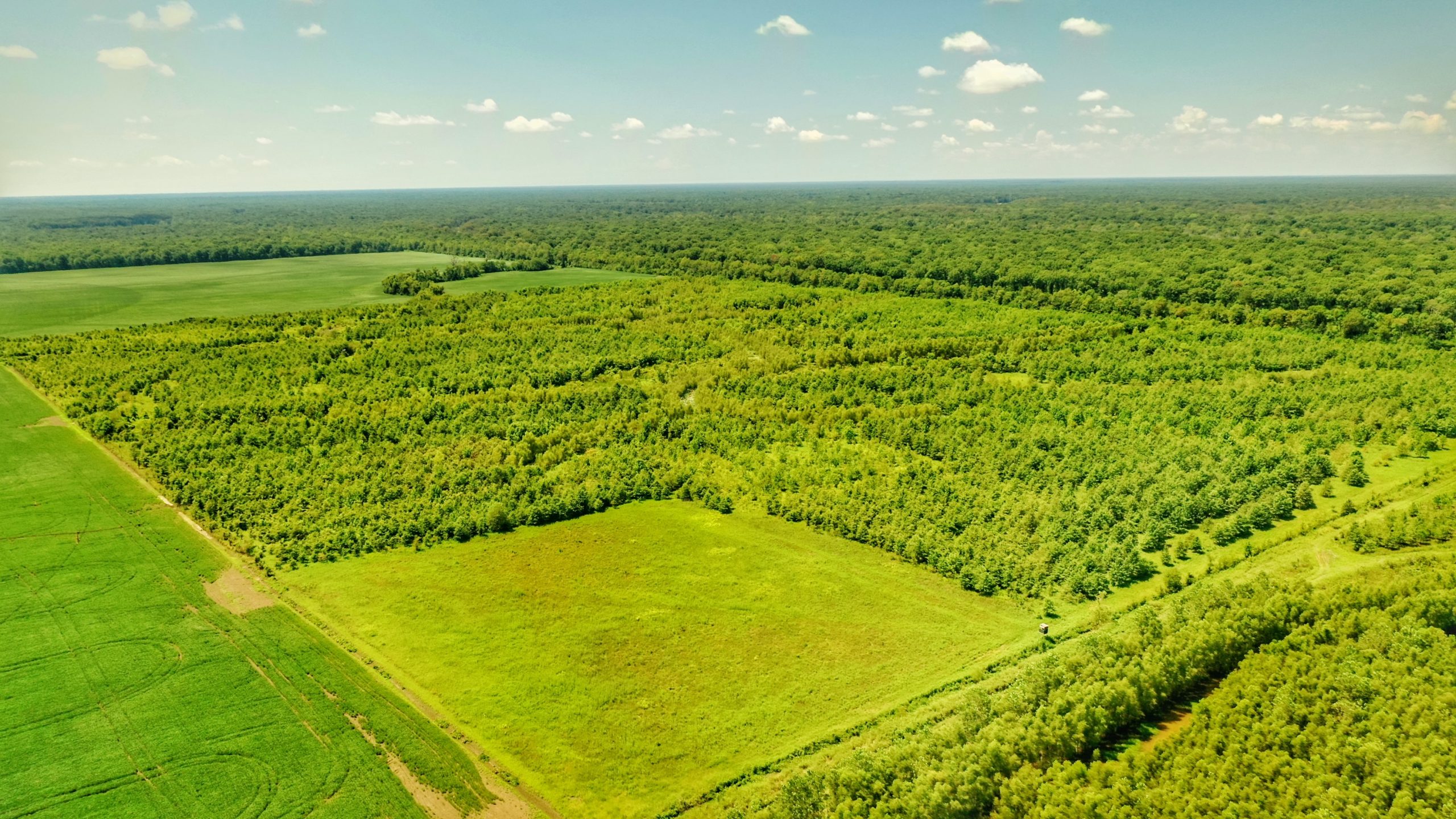 Bee Bayou Preserve Wellons Land