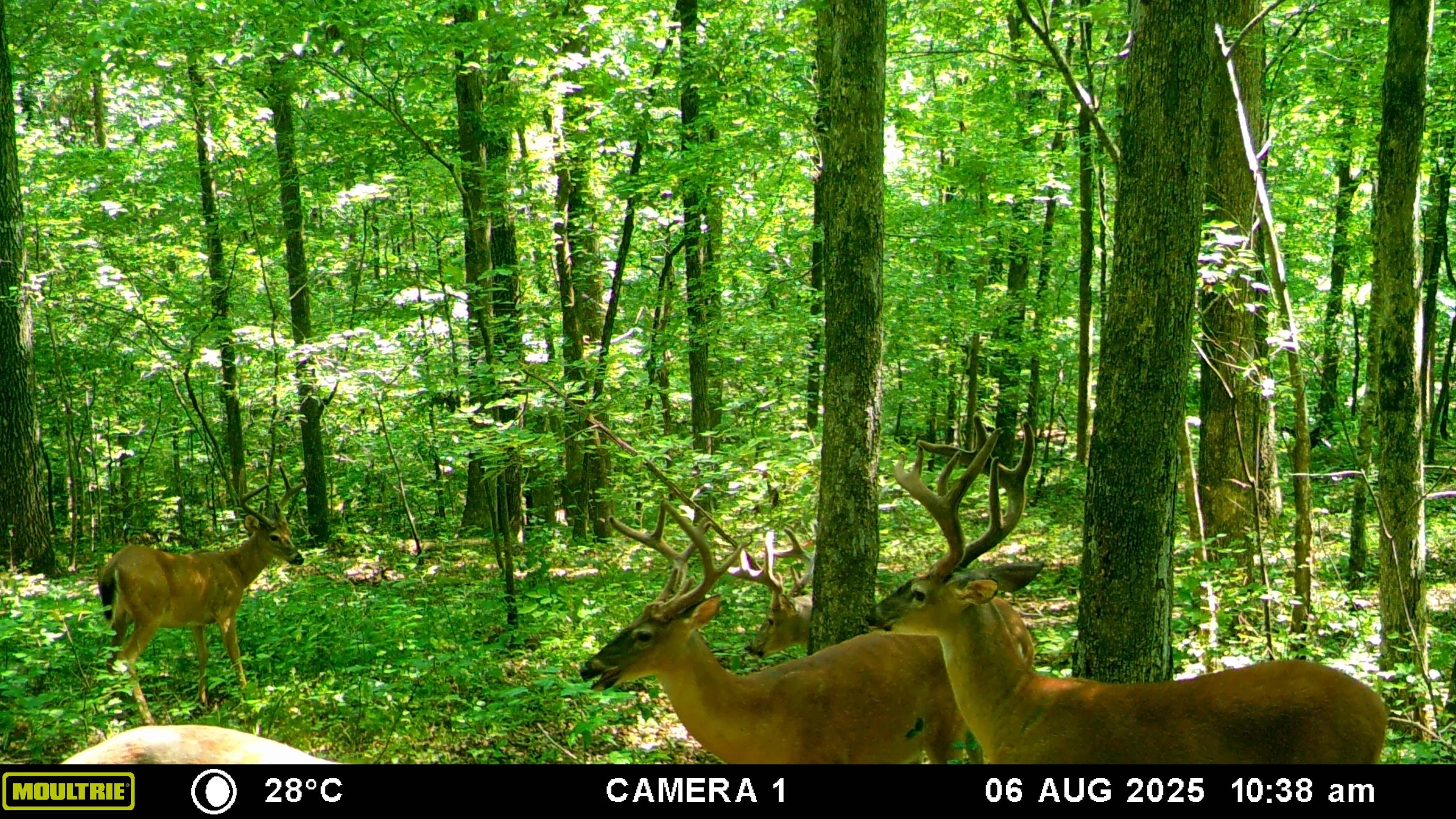 MOULTRIE DIGITAL GAME CAMERA MOULTRIE DIGITAL GAME CAMERA