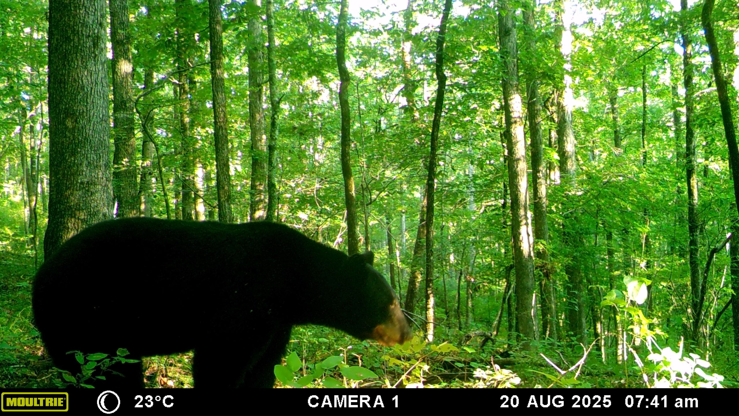 MOULTRIE DIGITAL GAME CAMERA MOULTRIE DIGITAL GAME CAMERA