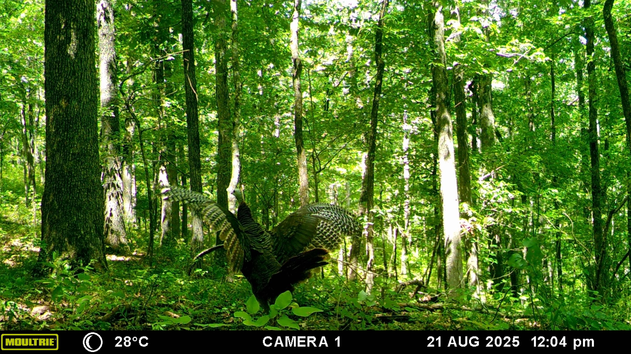 MOULTRIE DIGITAL GAME CAMERA MOULTRIE DIGITAL GAME CAMERA