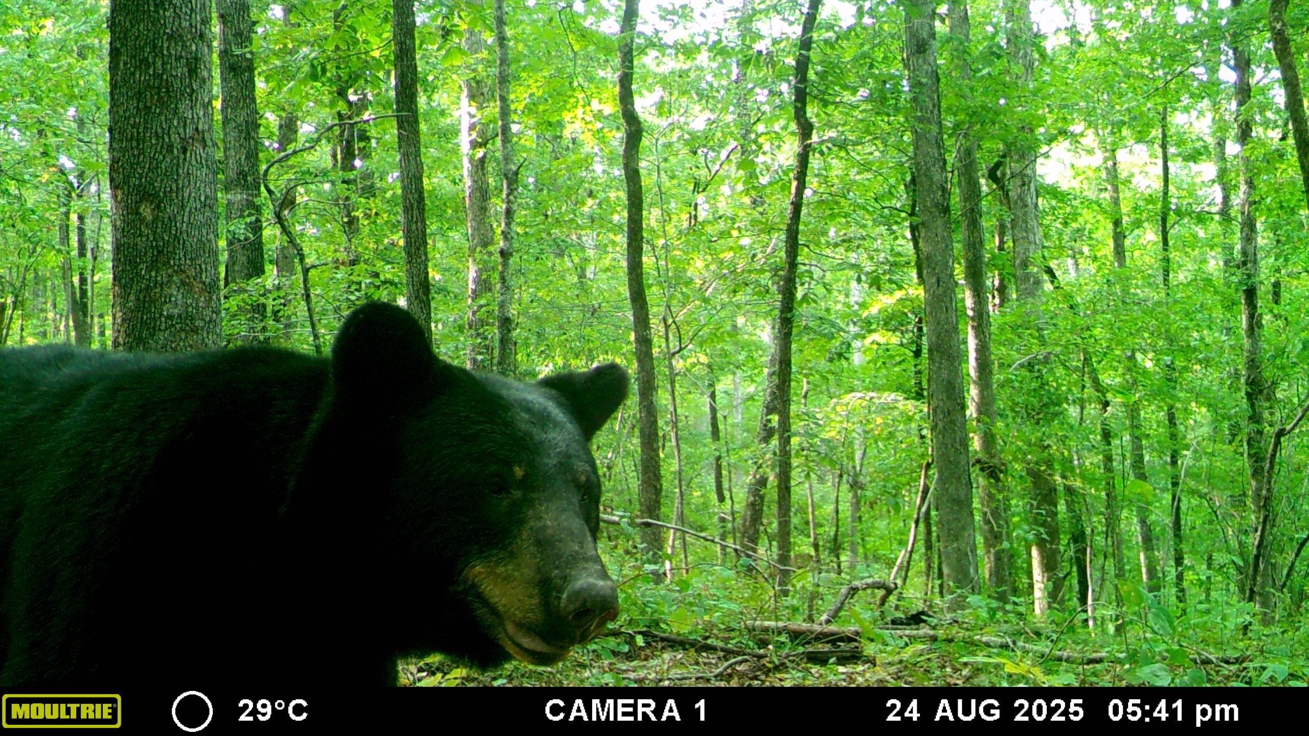 MOULTRIE DIGITAL GAME CAMERA MOULTRIE DIGITAL GAME CAMERA